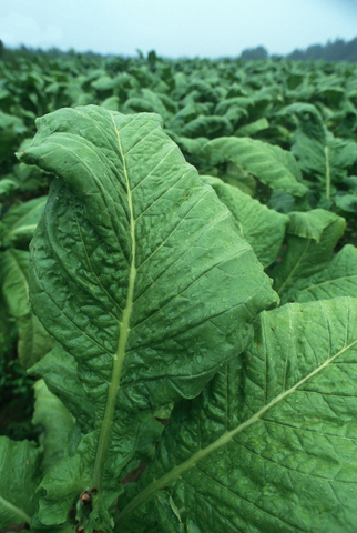 Tobaksodling, tobak, plantor
